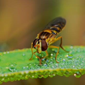 Close-up macro image of a hoverfly perched on a leaf with dewdrops.
