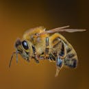 Close-Up Photo Of Bee