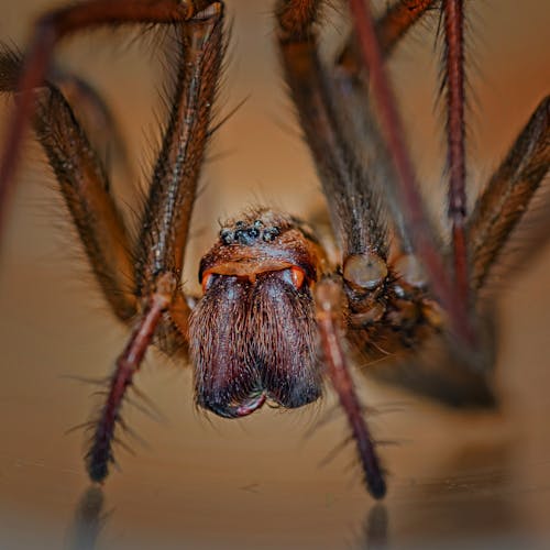 Macro Photography of Tarantula