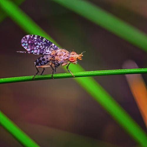 Free Close-Up Photo Of Fly Perched On Plant Stock Photo