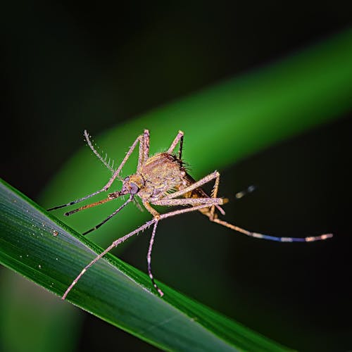 A Mosquito On Green Leaf in Close Up Photography