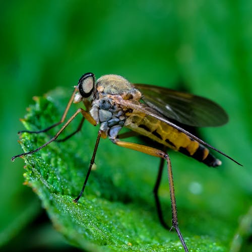 Black and Yellow Fly Perched on Green Leaf in Close Up Photography