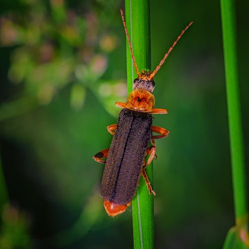 Foto stok gratis alam, antena, beetle