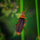 Close-Up Photo Of Beetle