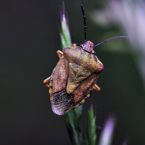 Δωρεάν στοκ φωτογραφιών με beetle, macro, άγρια φύση