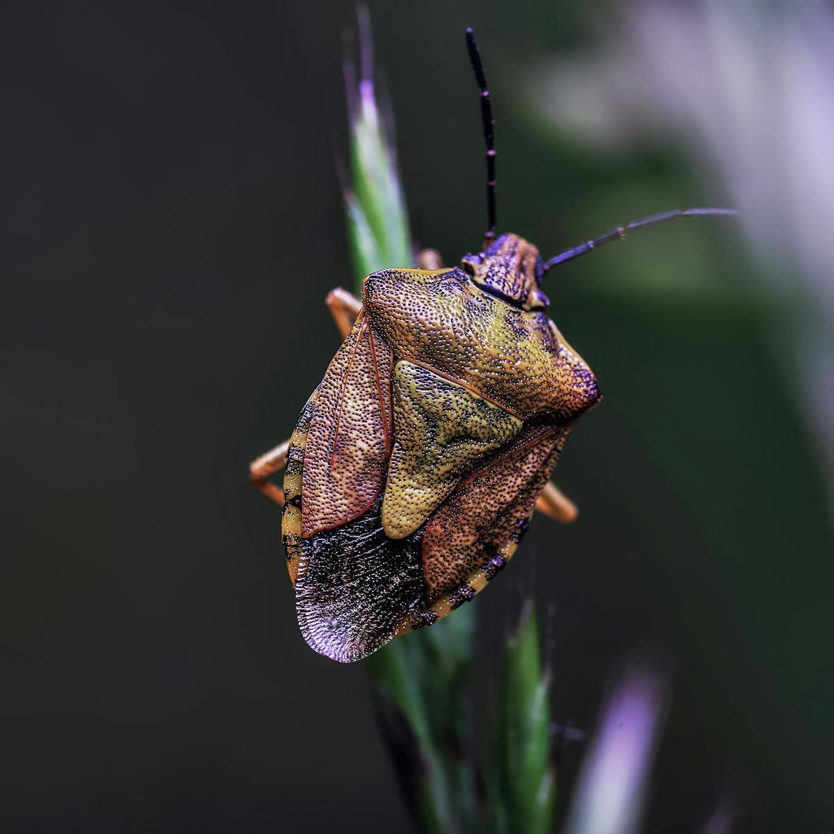 Brown shield bug stink bug close-up on leaf