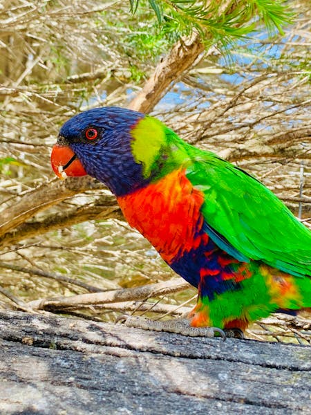 Resonant breathing frequency