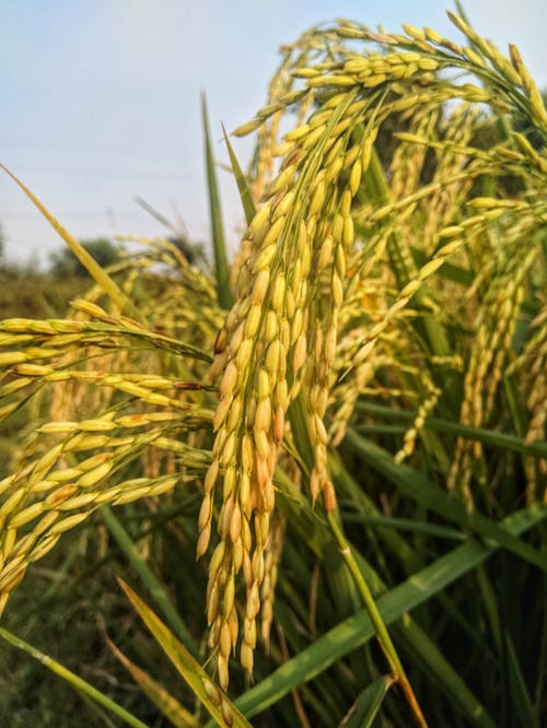 Green Wheat Field