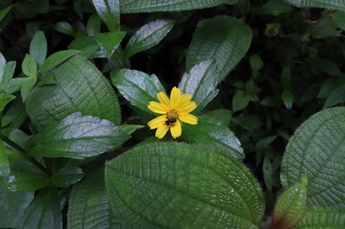 Free stock photo of blooms, flowers, green