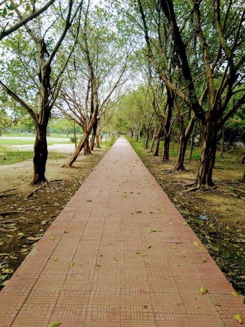 Free stock photo of footpath, park track, path