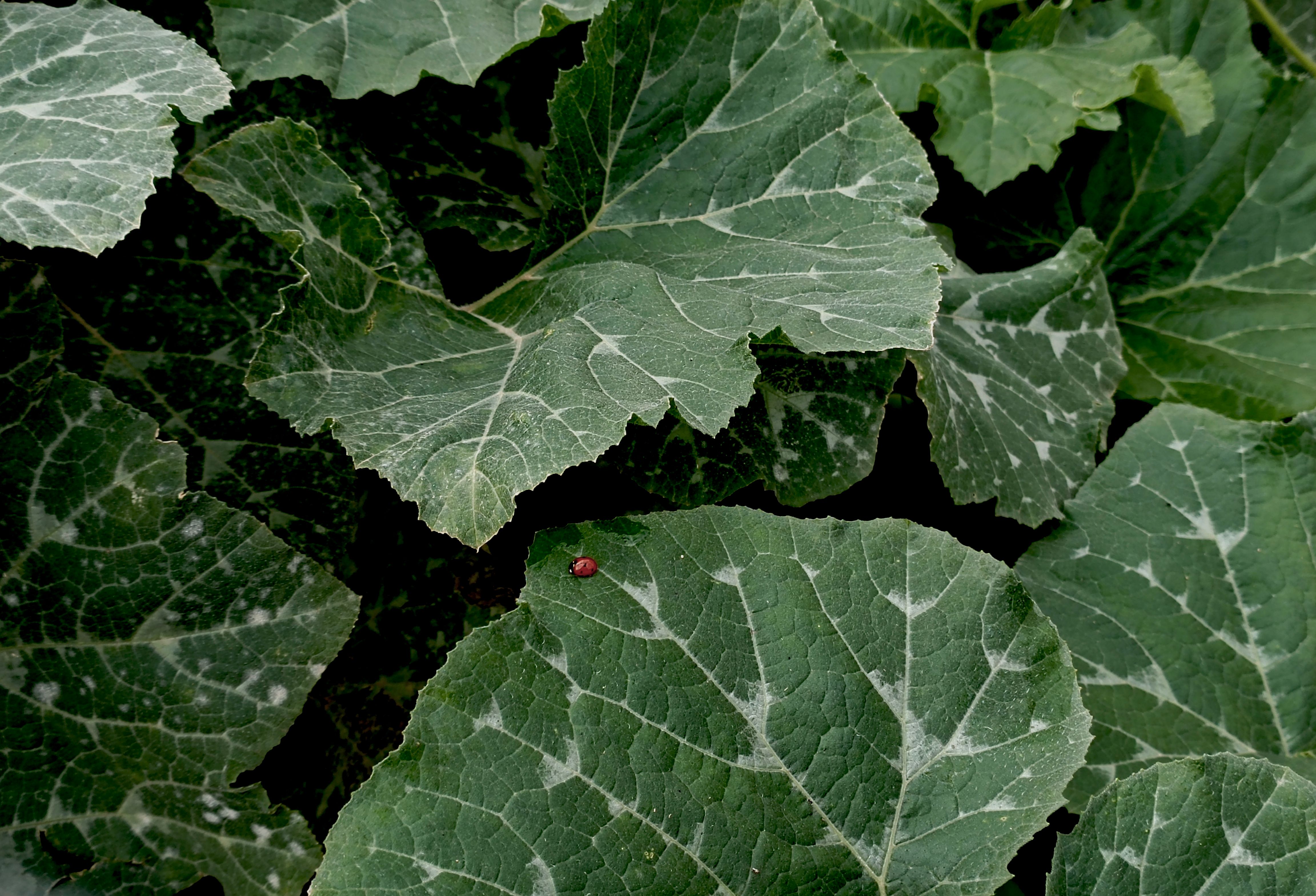 Vibrant Green Leaves with Ladybug Close-Up · Free Stock Photo