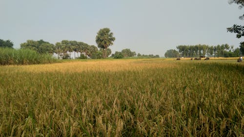 Kostenloses Stock Foto zu dorfleben, feldfüchte, indische landwirtschaft
