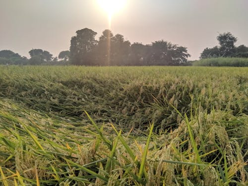 Δωρεάν στοκ φωτογραφιών με γεωργία, ζωή στο χωριό, ινδική γεωργία