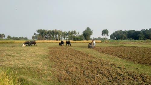 Foto profissional grátis de agricultura, agricultura indiana, cultivo