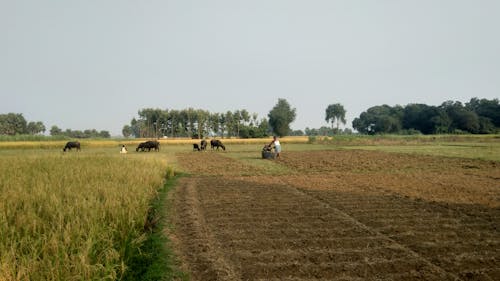 Kostenloses Stock Foto zu dorfleben, feldfüchte, indische landwirtschaft