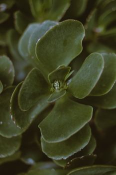 这是一张特写图像，展现了郁郁葱葱、多汁的绿色植物叶子，其纹理与生长细节清晰可见