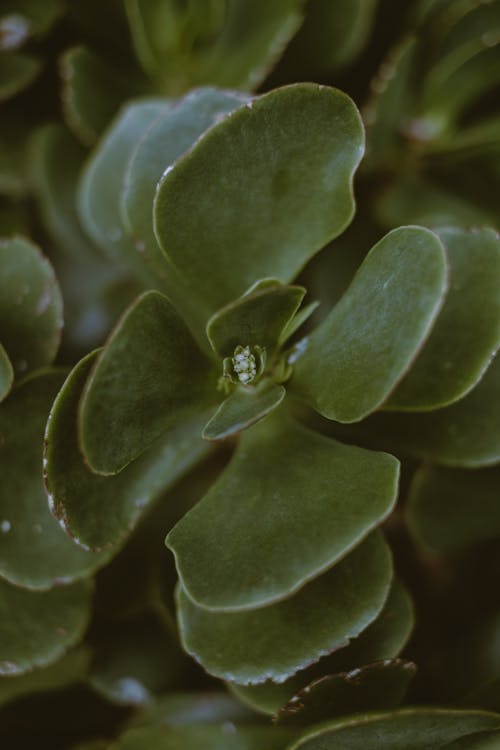 Close-Up Photo Of Succulent Plant