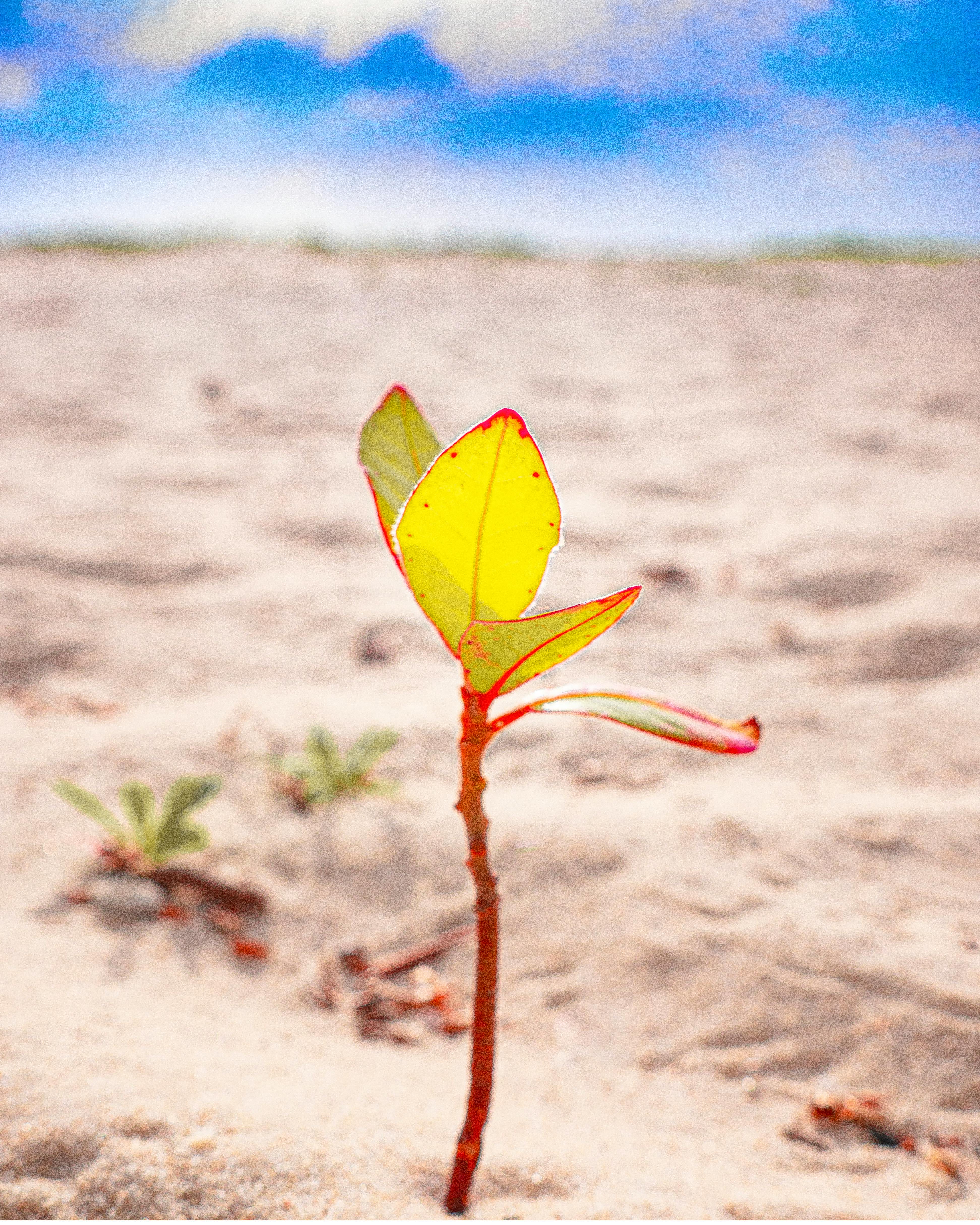 Older adult performing a dead bug core exercise on a mat