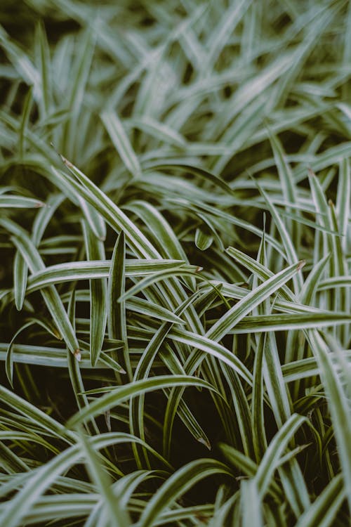 Close-Up Photo Of Grass