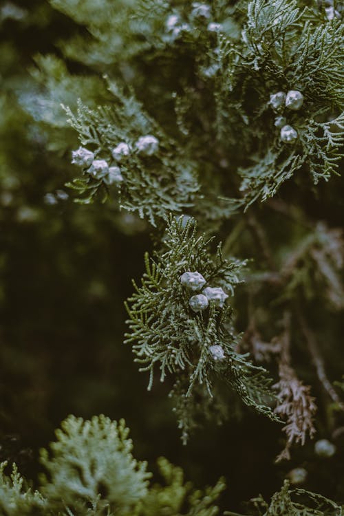Free Seeds of juniper on branch Stock Photo