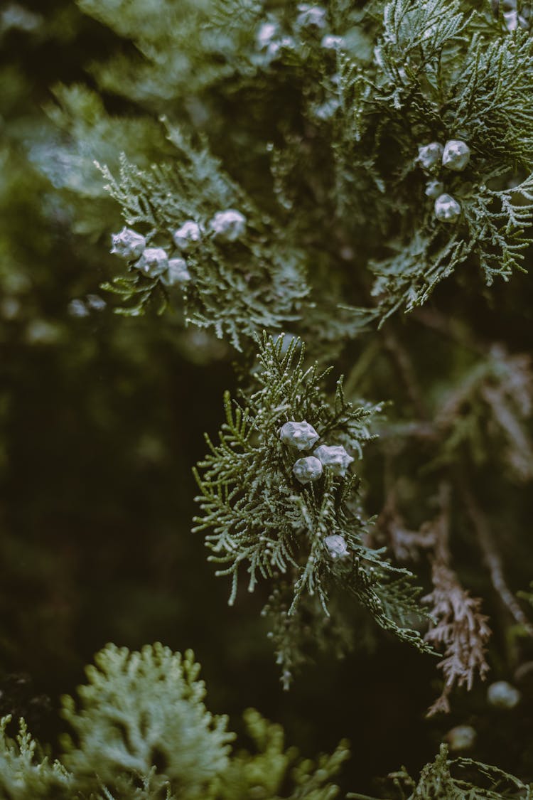 Seeds Of Juniper On Branch