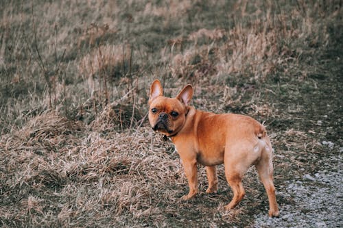 Darmowe zdjęcie z galerii z amerykański łobuz, brązowy pies, buldog