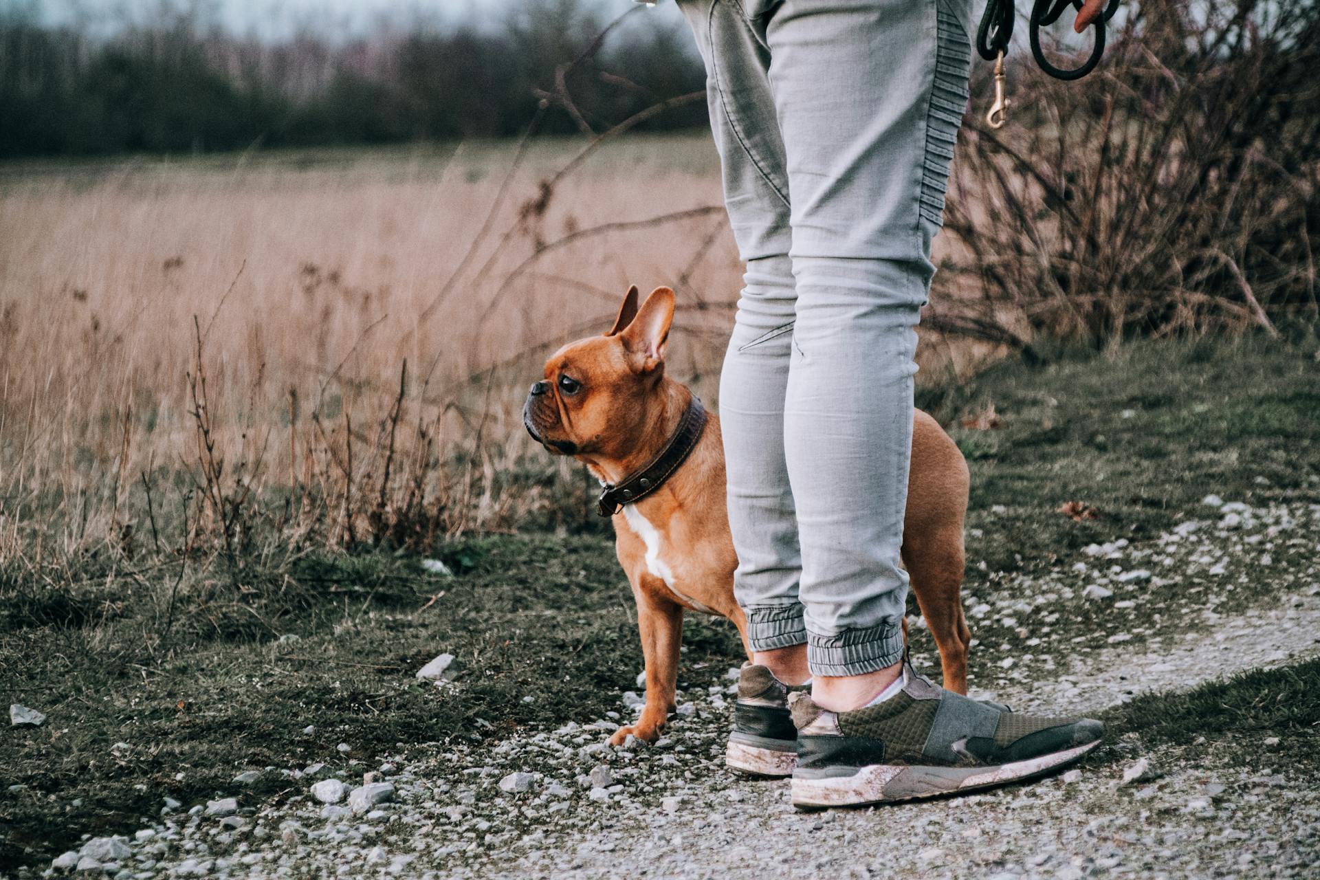 Photo Of An America Bully Looking Curious