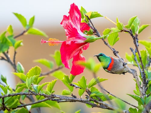 Free Red Blue and Green Bird on Tree Branch Stock Photo