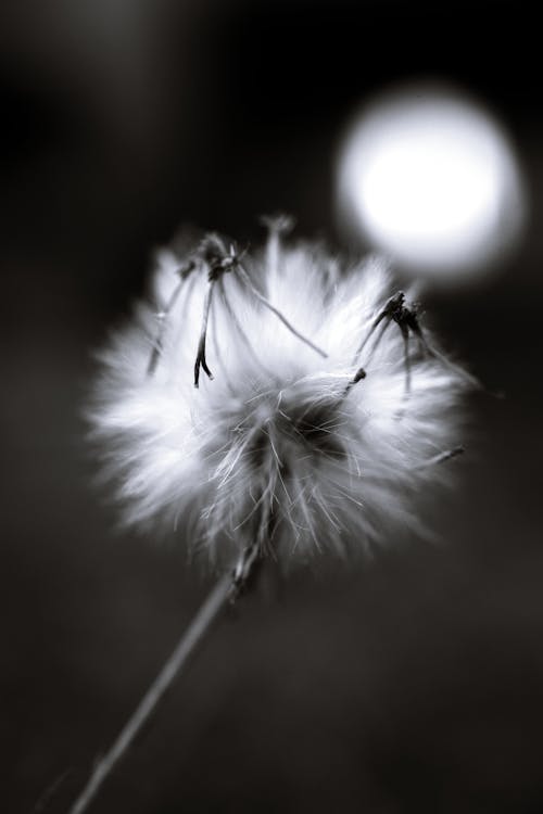 Macro Photography Of Dandelion