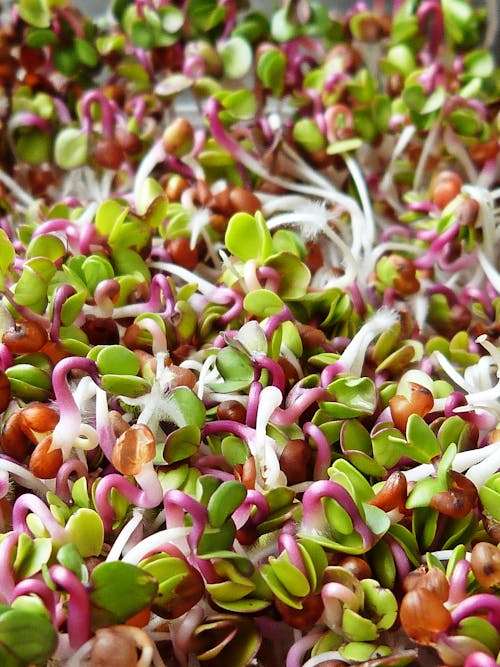 Close-Up Photo Of Sprouts