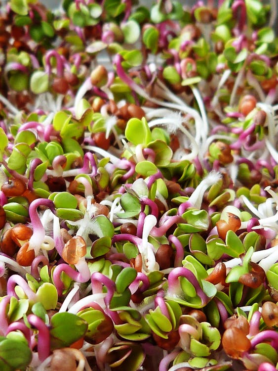 Free Close-Up Photo Of Sprouts Stock Photo