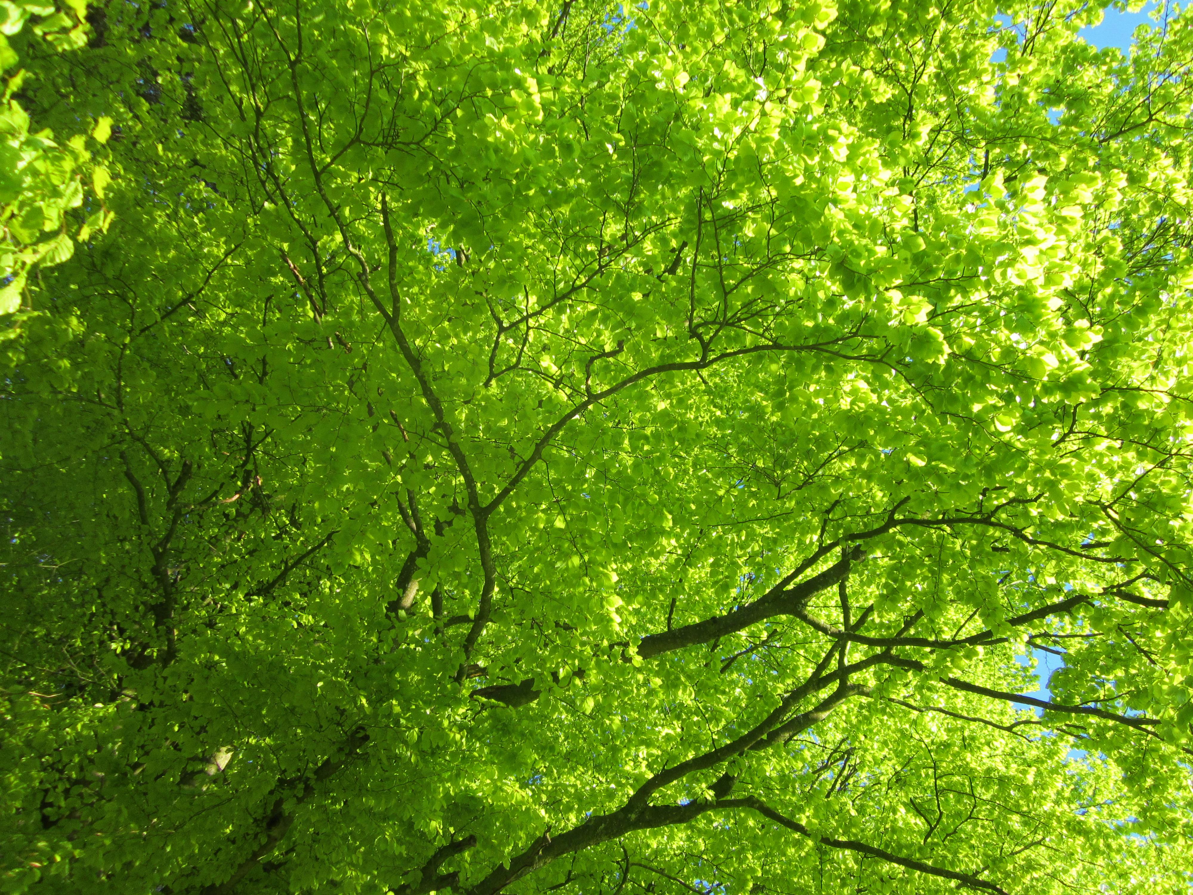 成都保险公司如何用肇新智能文档比对在内网环境下处理保单条款变更