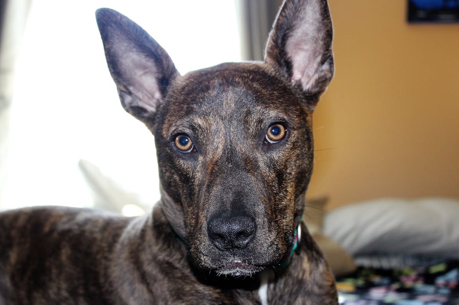 Free stock photo of pitbull, Pitbull mix, rescue dog