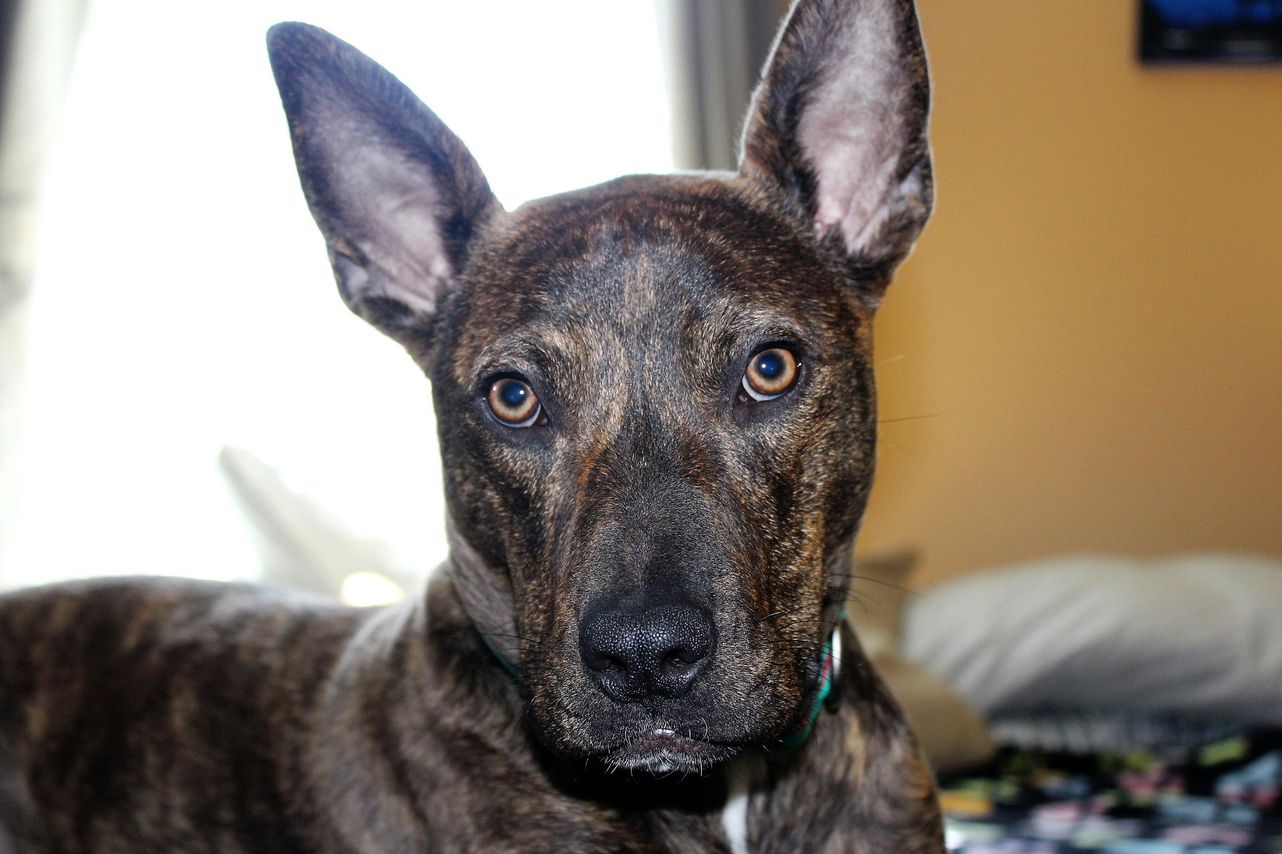 free stock photo of pitbull pitbull mix rescue dog