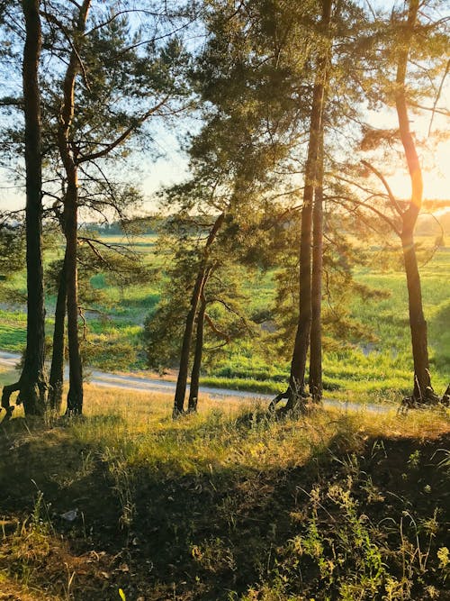 Základová fotografie zdarma na téma cesta, dešťový prales, dobrodružství