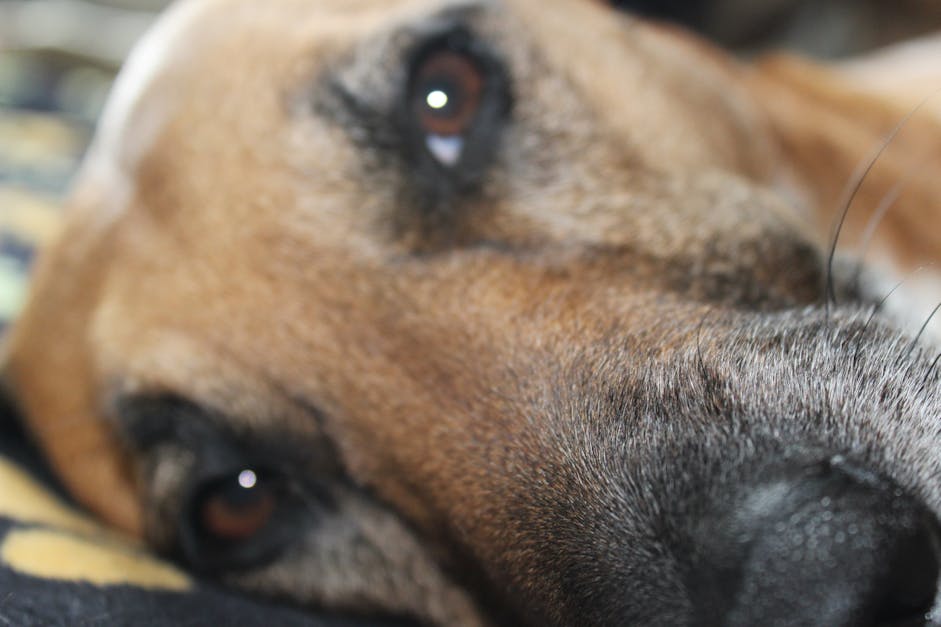 Free stock photo of black mouth cur, close-up, dog face