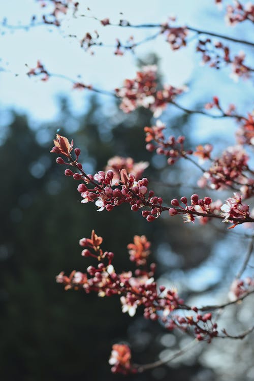 bahar, bitki örtüsü, Çiçek açmak içeren Ücretsiz stok fotoğraf