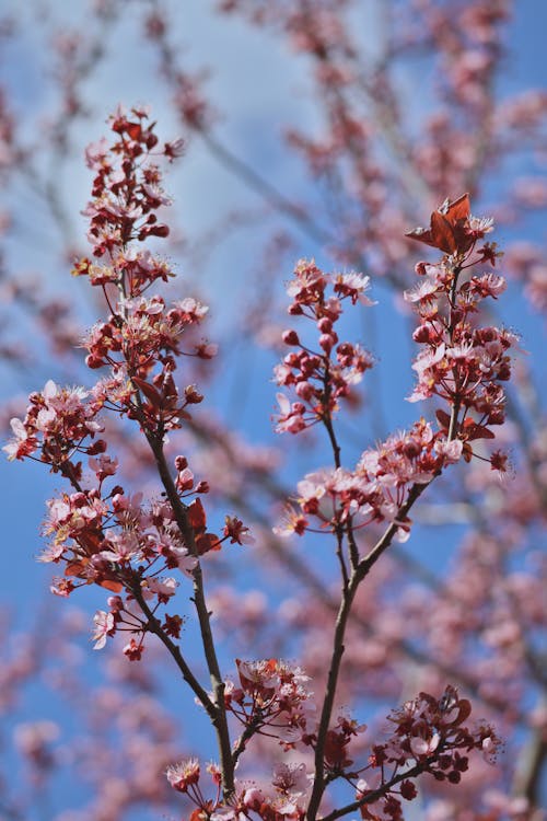 Clusters of Pink Flowers on Branches