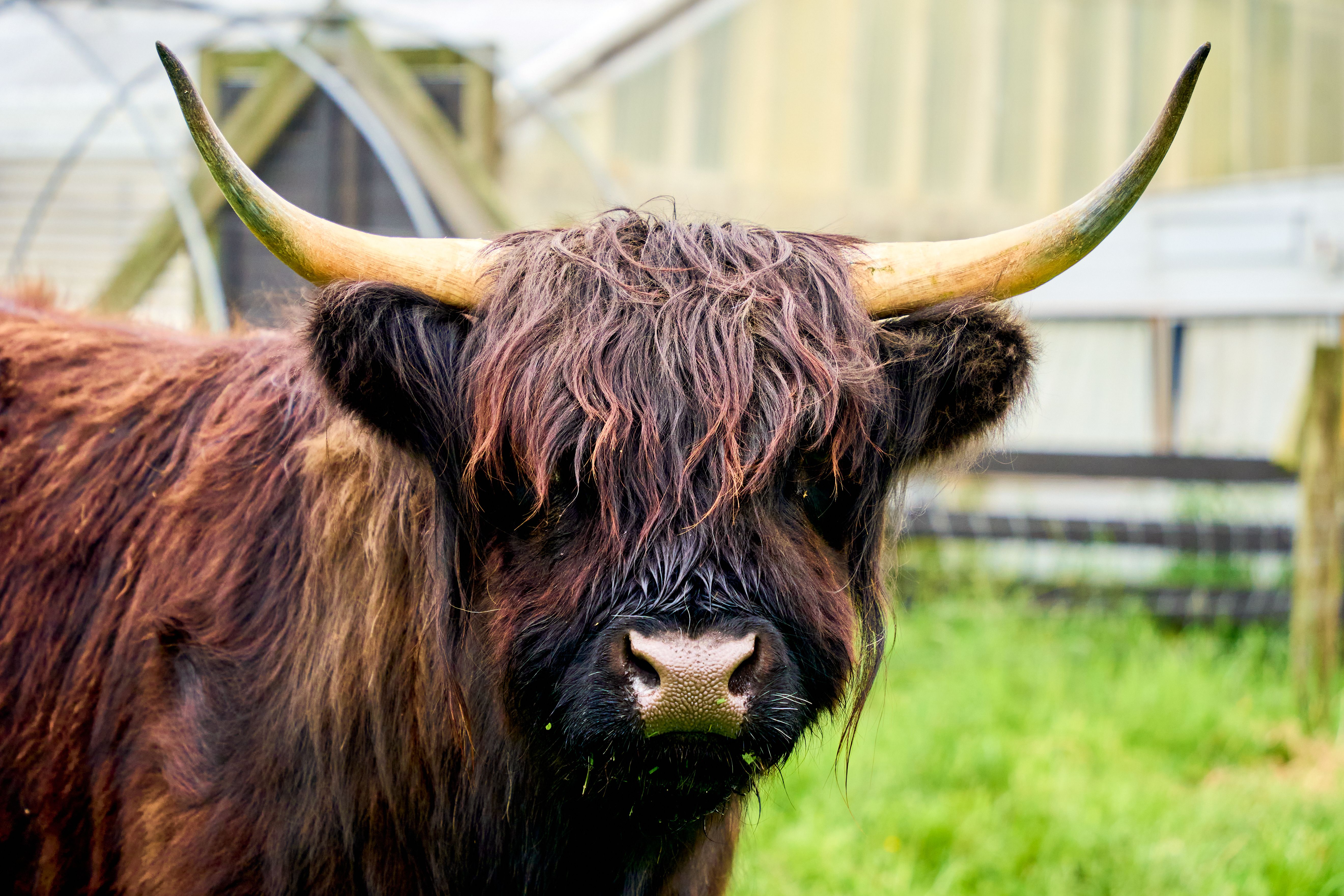 Highland Cow with Shaggy Coat in New Zealand Farm · Free Stock Photo