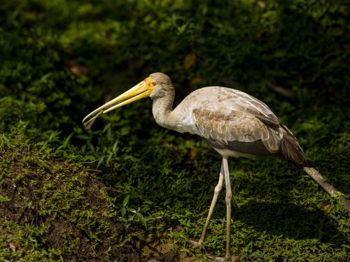 Free A yellow-billed stork foraging in a dense, green environment. Perfect for nature enthusiasts. Stock Photo