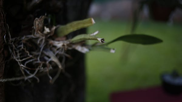 背面紫色的观叶盆栽是什么品种?-第3张图片-吾爱花网 背面紫色的观叶盆栽是什么品种?-第3张图片-吾爱花网