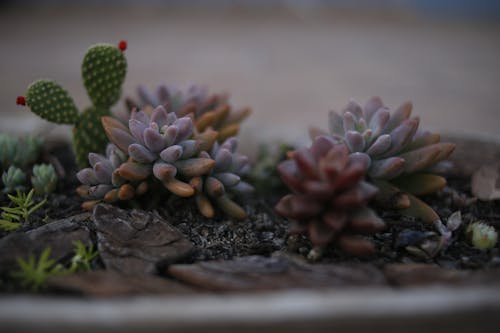 Free Green and Brown Succulent Plants on Brown Soil Stock Photo