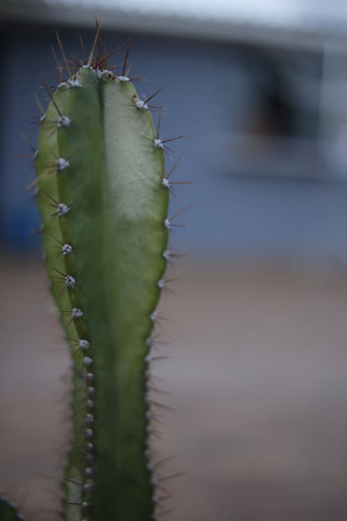 Free Closeup of long green Cereus xanthocarpus with small needles growing in yard in front of house Stock Photo