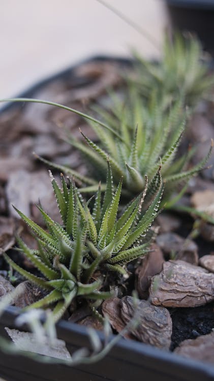 Green Plants on Brown Rocks