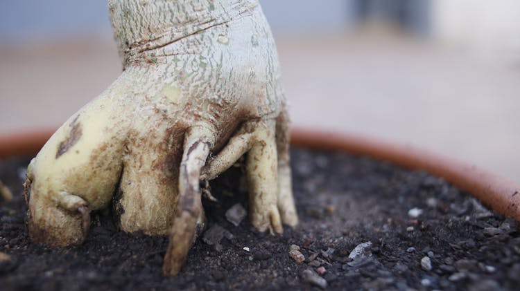 Close-up View Of Roots Of A Plant On Black Soil