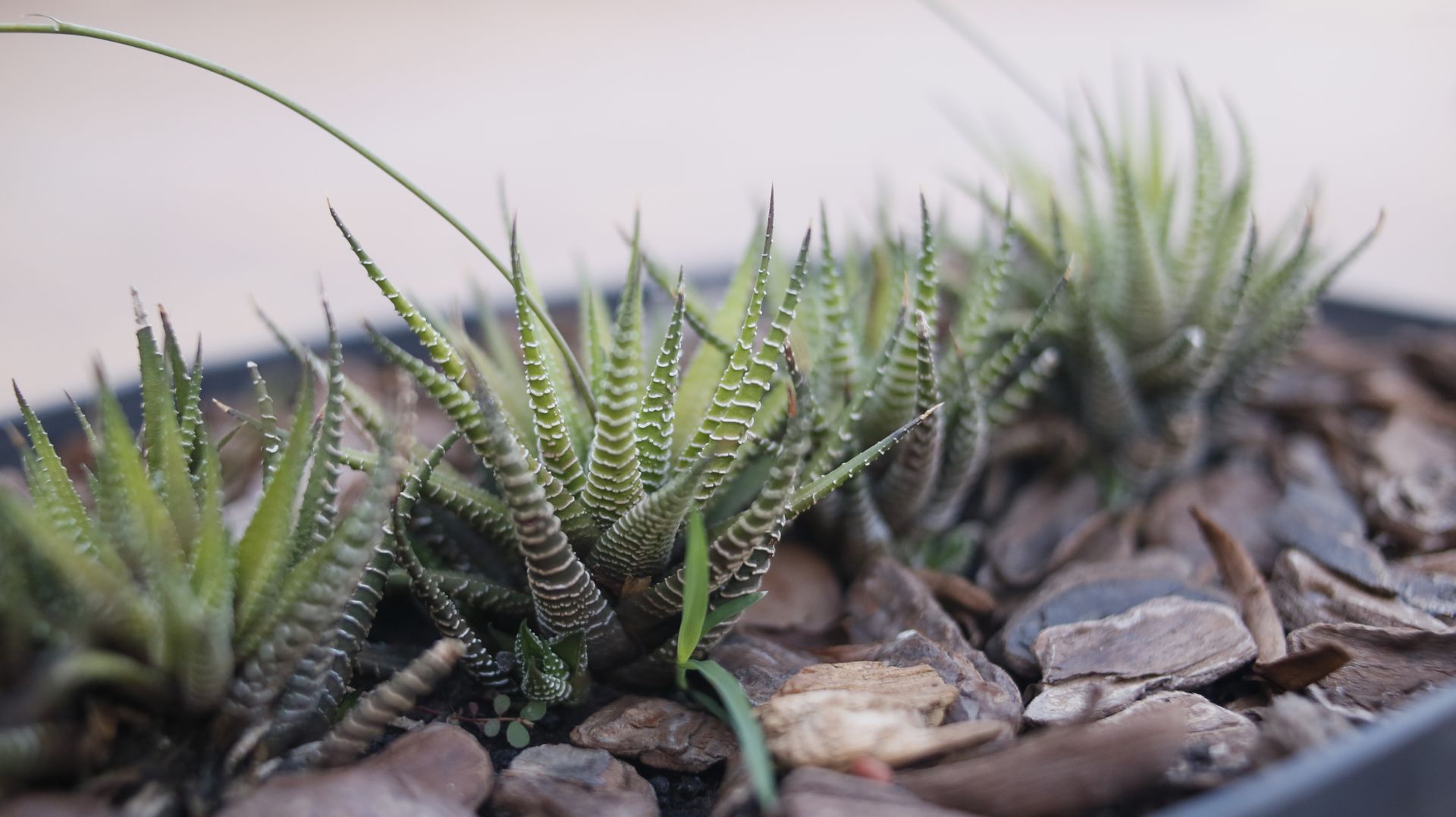 Haworthia fasciata in pot surrounded by decorative stones