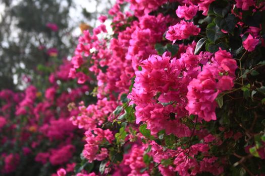 A lush display of vibrant pink bougainvillea flowers against a blurred natural background.