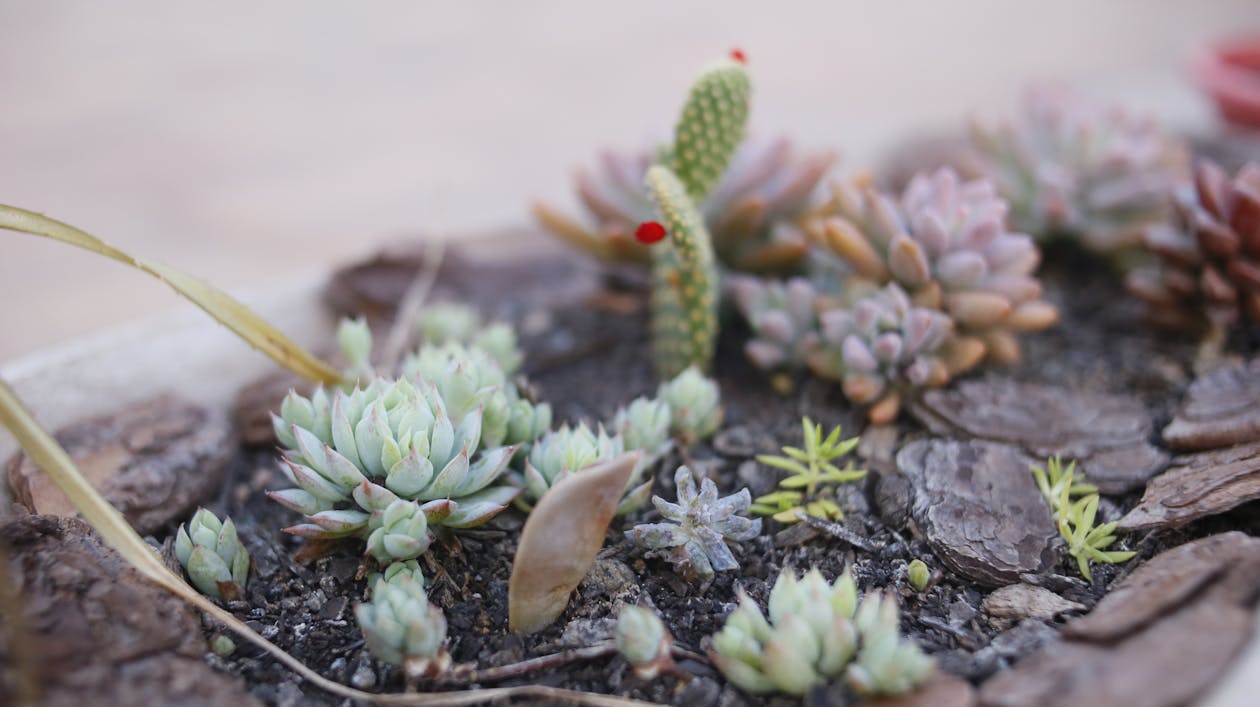 Green Succulent Plants on Brown Soil