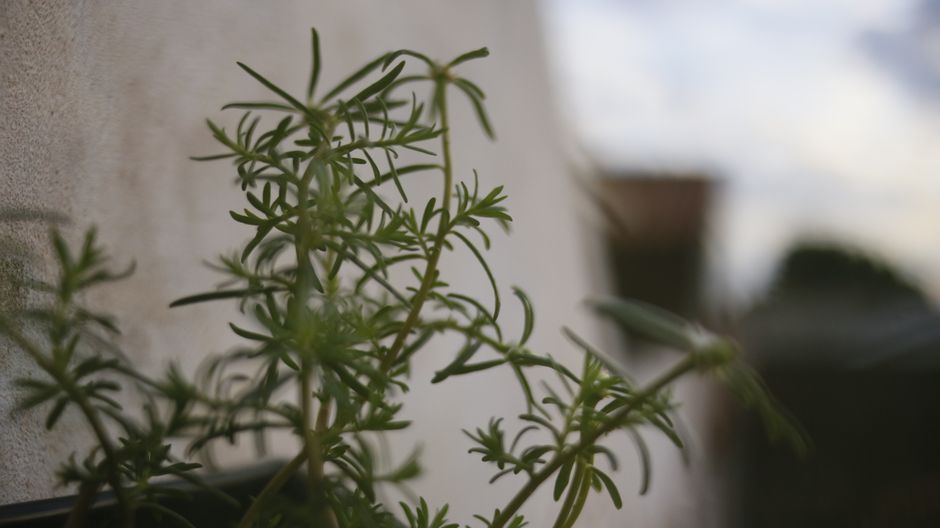 circle|growing plant