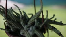 仙人掌植物的特写镜头，清晰地展现了其尖刺的生长形态与纹理细节